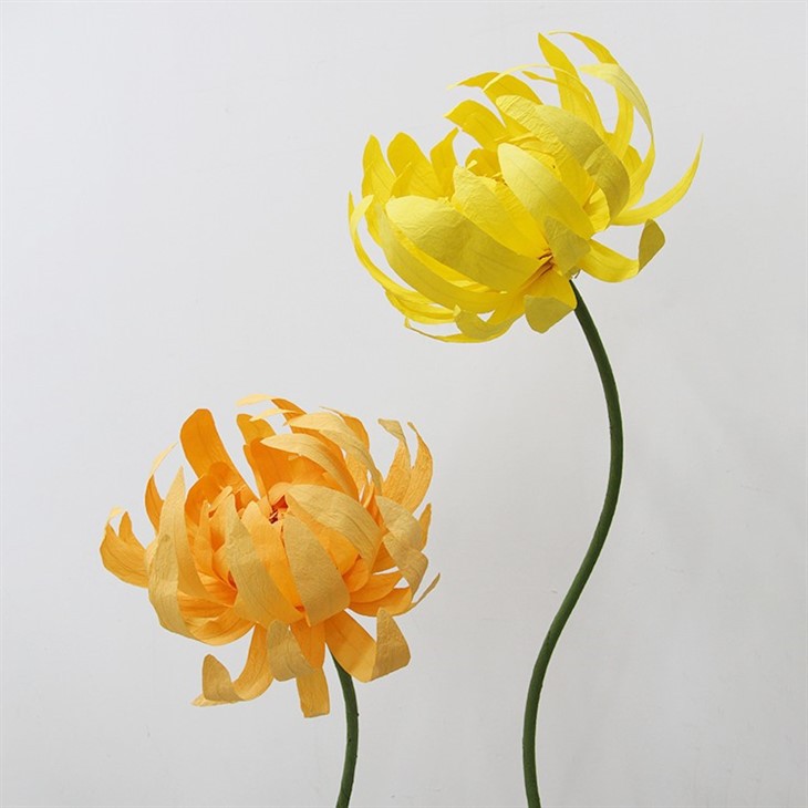 Giant Decorative Chrysanthemum